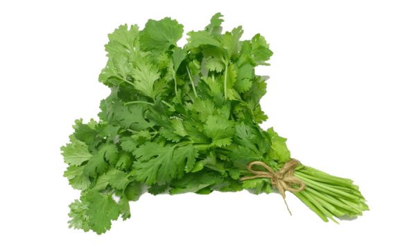 SALSA